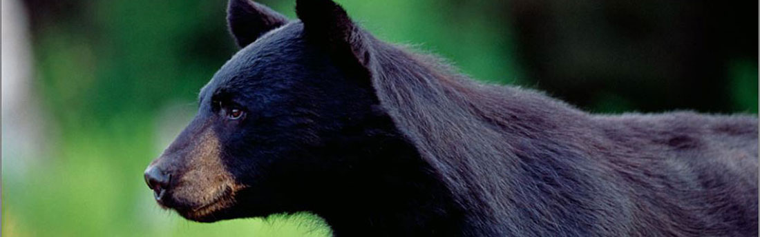 Black Bear | Vermont Fish & Wildlife Department